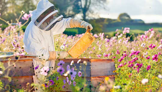 honey bees are dying youmg 11 15